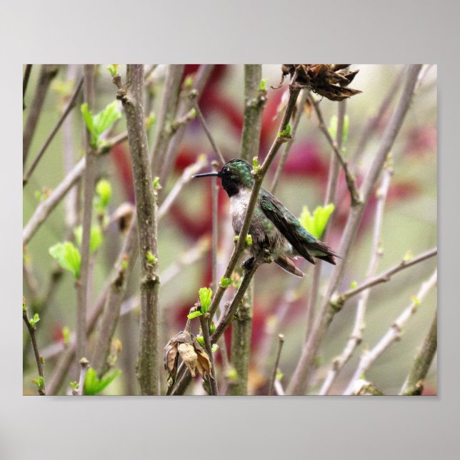 Rubinkehlkolibri im Frühling Poster (Vorne)