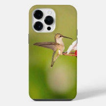 Rubinkehlkolibri-iPhone-Hülle #108A0605