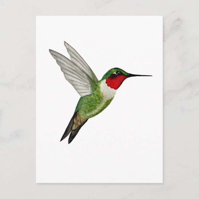 Rubinkehlkolibri Postkarte (Vorderseite)