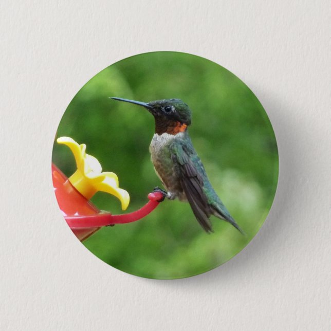 Rubinkehlkolibri-Vogel-Fotografie Button (Vorderseite)
