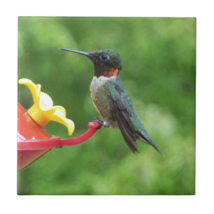 Rubinkehlkolibri-Vogelfotografie Fliese