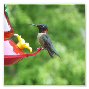 Rubinkehlkolibri-Vogelfotografie Fotodruck