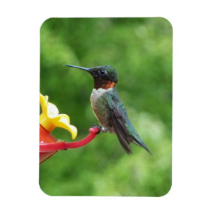 Rubinkehlkolibri-Vogelfotografie Magnet