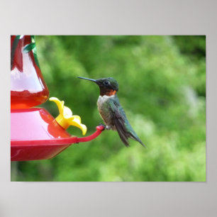 Rubinkehlkolibri-Vogelfotografie Poster