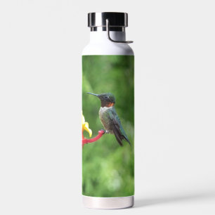 Rubinkehlkolibri-Vogelfotografie Trinkflasche