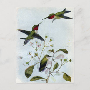 Rubinkehlkolibris Postkarte