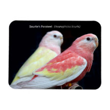 Rubino Bourke's Paraket