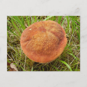 Ruby Bolete Mushroom Postcard Postkarte