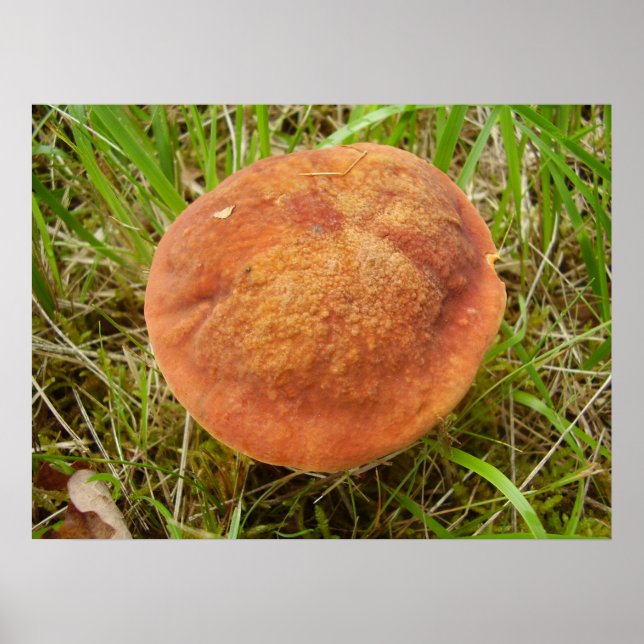 Ruby Bolete Mushroom Poster (Vorne)