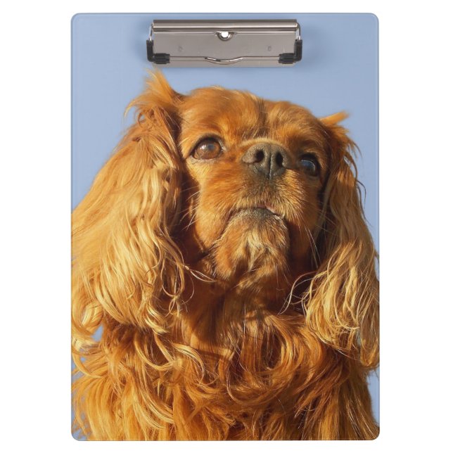 Ruby Cavalier King Charles Spaniel Dog Clipboard Klemmbrett (Vorderseite)