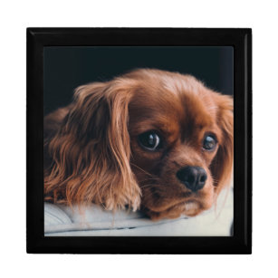 Ruby Cavalier King Charles Spaniel Dog Erinnerungskiste
