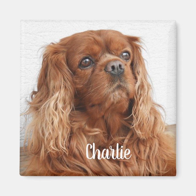 Ruby Cavalier King Charles Spaniel Dog Magnet (Vorne)