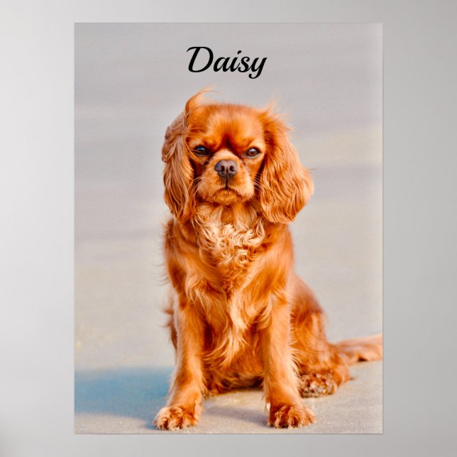 Ruby Cavalier King Charles Spaniel Dog Poster (Vorne)