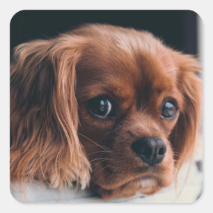 Ruby Cavalier King Charles Spaniel Dog Quadratischer Aufkleber