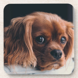 Ruby Cavalier King Charles Spaniel Getränkeuntersetzer