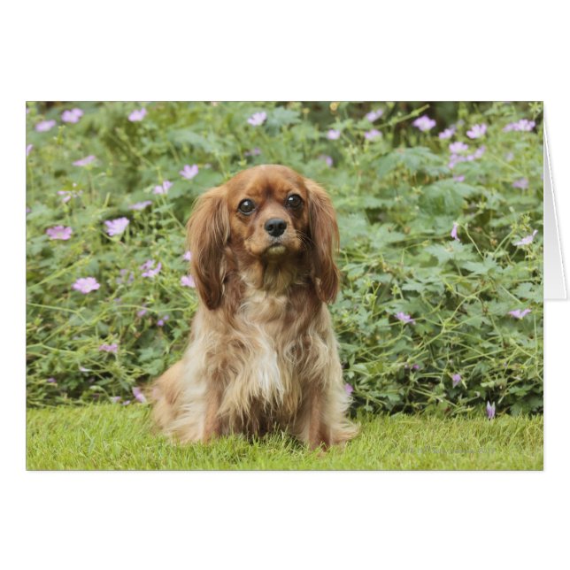 Ruby Cavalier King Charles Spaniel im Gras (Vorderseite (Horizontal))