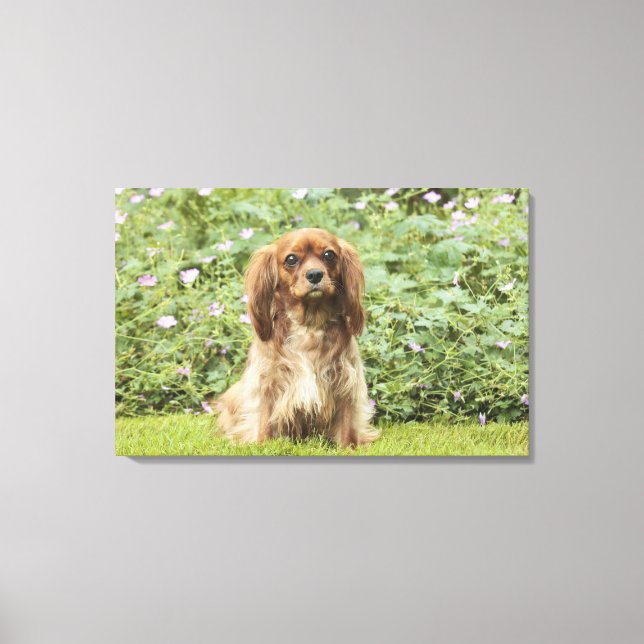 Ruby Cavalier King Charles Spaniel im Gras Leinwanddruck (Vorderseite)