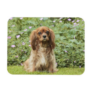 Ruby Cavalier King Charles Spaniel im Gras Magnet