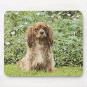 Ruby Cavalier King Charles Spaniel im Gras Mousepad