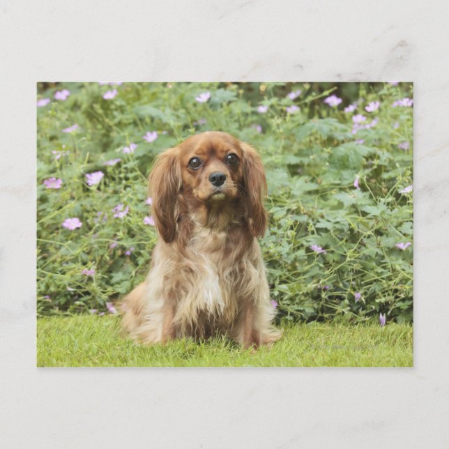 Ruby Cavalier King Charles Spaniel im Gras Postkarte (Vorderseite)