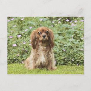 Ruby Cavalier King Charles Spaniel im Gras Postkarte