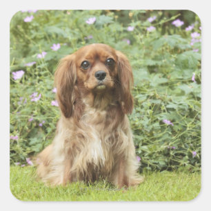Ruby Cavalier King Charles Spaniel im Gras Quadratischer Aufkleber