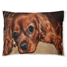 Ruby Cavalier King Charles Spaniel Kuschel-Hundebe