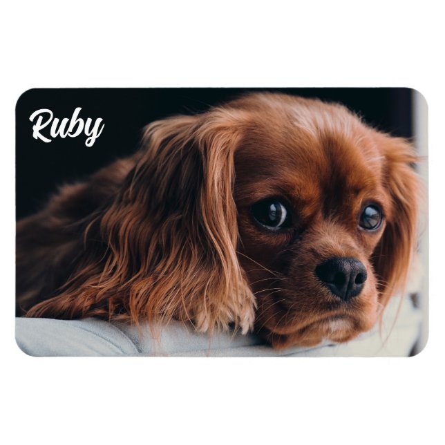 Ruby Cavalier King Charles Spaniel Magnet (Horizontal)