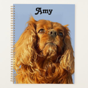 Ruby Cavalier King Charles Spaniel Puppy Dog Blue Planer