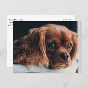 Ruby Cavalier King Charles Spaniel Puppy Dog Postkarte