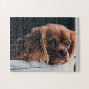 Ruby Cavalier King Charles Spaniel Puppy Dog Puzzle