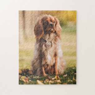 Ruby Cavalier King Charles Spaniel Puppy Dog Puzzle