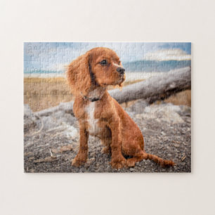 Ruby Cavalier King Charles Spaniel Puppy Dog Puzzle