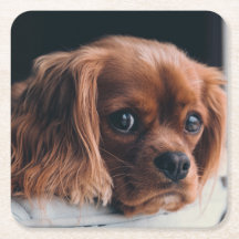 Ruby Cavalier King Charles Spaniel