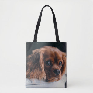 Ruby Cavalier König Charles Spaniel Hund
