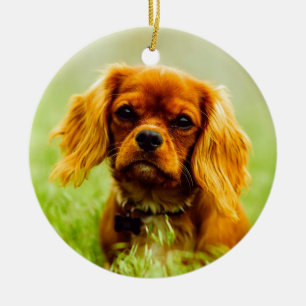 Ruby Cavalier König Charles Spaniel Hund Keramik Ornament
