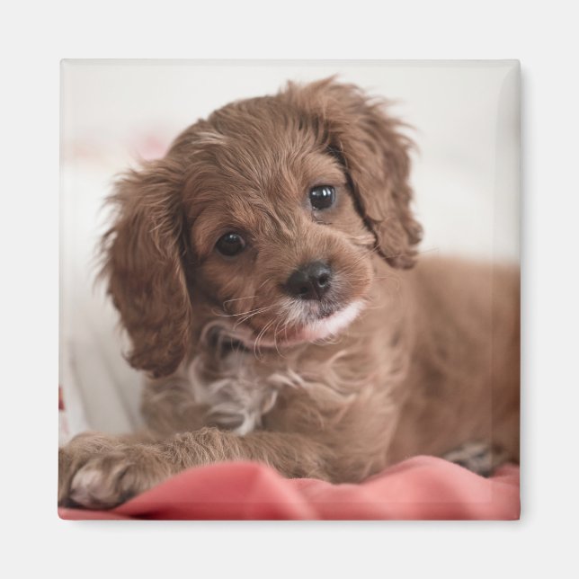 Ruby Cavapoo Puppy Dog Magnet (Vorne)