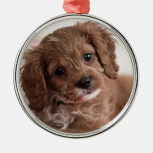 Ruby Cavapoo Welpe Hund Ornament Aus Metall