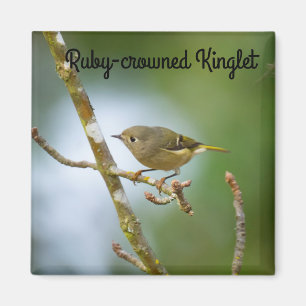 Ruby Crowned Kinglet Magnet