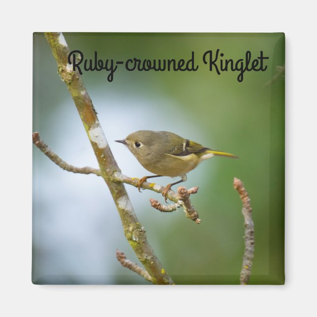 Ruby Crowned Kinglet Magnet (Vorne)