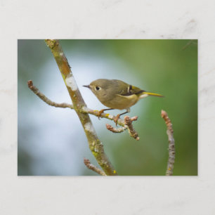 Ruby Crowned Kinglet Postkarte