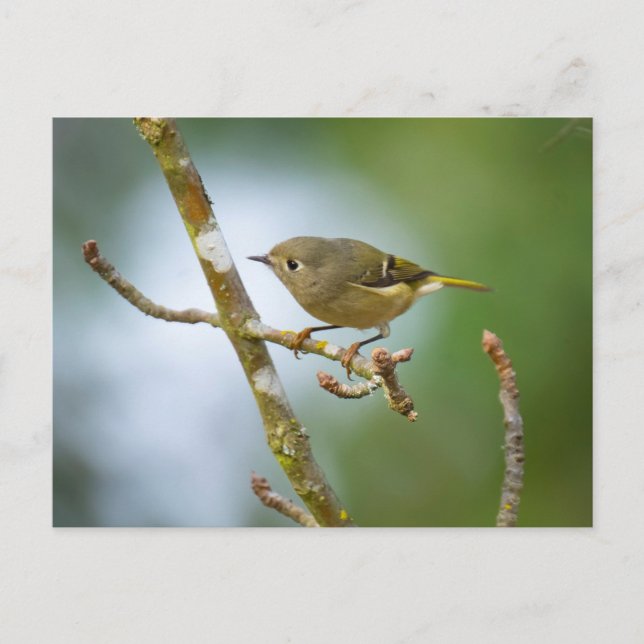 Ruby Crowned Kinglet Postkarte (Vorderseite)