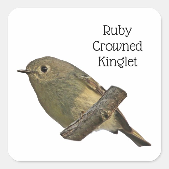 Ruby-Crowned Kinglet Quadratischer Aufkleber (Vorderseite)
