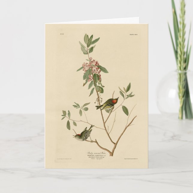 Ruby gekrönt Wren (Kinglet) Audubon Birds Amerika Karte (Vorderseite)