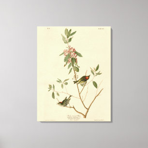 Ruby gekrönt Wren (Kinglet) Audubon Birds Amerika Leinwanddruck