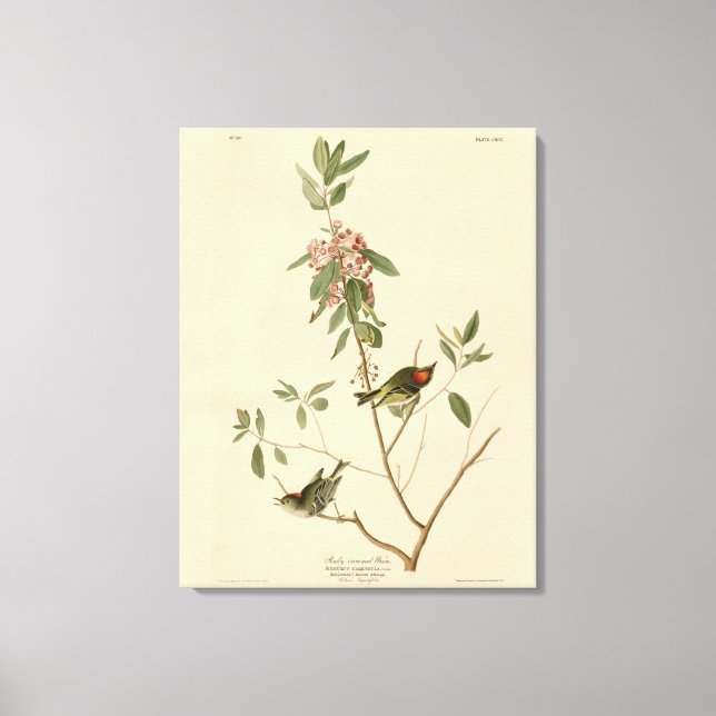 Ruby gekrönt Wren (Kinglet) Audubon Birds Amerika Leinwanddruck (Vorderseite)