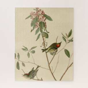 Ruby gekrönt Wren (Kinglet) Audubon Birds Amerika Puzzle