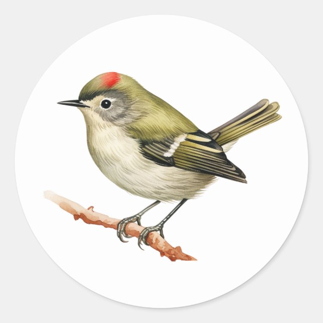 Ruby-gekrönte Kinglet Bird Stickers (Vorderseite)