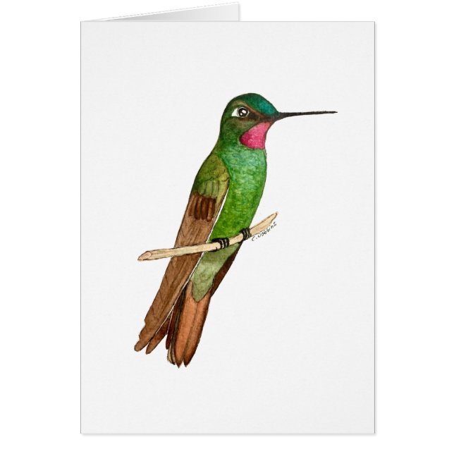 Ruby Hummingbird (Vorne)