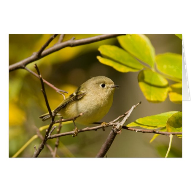 Ruby-Krone-Kinglet (Vorderseite (Horizontal))